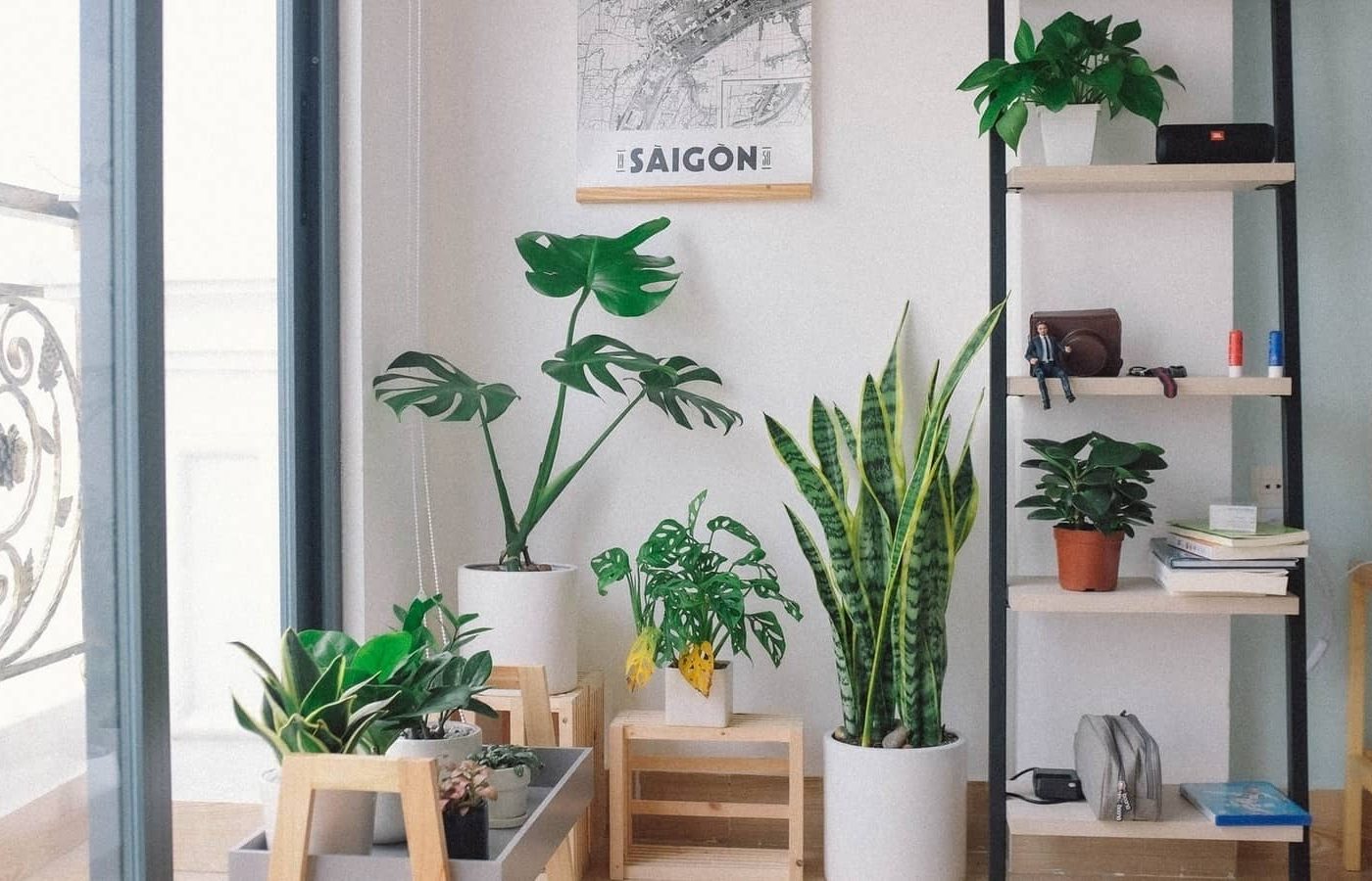 room-plants